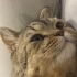 Pasaportlu British Shorthair Erkek Kedi Oyuncu ve Sevimli fotoğraf