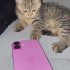Pasaportlu British Shorthair Erkek Kedi Oyuncu ve Sevimli fotoğraf