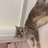 Güzeller güzeli luna fotoğraf