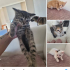 Uctertsiz sahiplendirmee hepsi anne sutu aldi tuvalet egitimi var 2 ayliklar fotoğraf