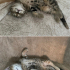 İki yavru kedi sokağa gitmesin fotoğraf