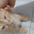4 aylık SARMAN görme engelli fotoğraf