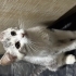 Dünyalar tatlısı Kiki’ye bir ev fotoğraf