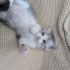 Dünyalar tatlısı Kiki’ye bir ev fotoğraf