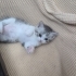 Dünyalar tatlısı Kiki’ye bir ev fotoğraf