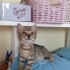 2 AYLIK TEKİR OĞLUŞ ÖMÜRLÜK YUVASINI ARIYOR İZMİR  Karşıyaka / tel : 05446802029 fotoğraf