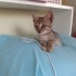 2 AYLIK TEKİR OĞLUŞ ÖMÜRLÜK YUVASINI ARIYOR İZMİR  Karşıyaka / tel : 05446802029 fotoğraf