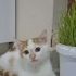 2 AYLIK MİNİK OĞLUŞ ÖMÜRLÜK YUVA ARIYOR YENİMAHALLE fotoğraf