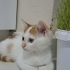 2 AYLIK MİNİK OĞLUŞ ÖMÜRLÜK YUVA ARIYOR YENİMAHALLE fotoğraf