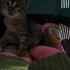 Borcam kedi acilen yuvasını arıyor fotoğraf