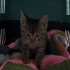 Borcam kedi acilen yuvasını arıyor fotoğraf