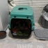 Borcam kedi acilen yuvasını arıyor fotoğraf