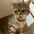 Veterinere Terk Edilen Yavruya Acil Yuva fotoğraf