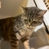Veterinere Terk Edilen Yavruya Acil Yuva fotoğraf
