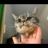 Veterinere Terk Edilen Yavruya Acil Yuva fotoğraf