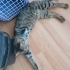 3 BACAKLI YAVRUYA ACİL YUVA fotoğraf
