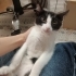 Geçici Yuvada Süresi Dolan Cimcime'ye Acil Yuva fotoğraf
