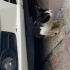 MASUM, ÜRKEK MİNİK’E YUVA OL fotoğraf
