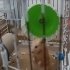 Suriye hamsteri sahiplendirme. fotoğraf