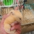 Suriye hamsteri sahiplendirme. fotoğraf