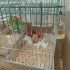Suriye hamsteri sahiplendirme. fotoğraf