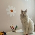 Sütlacımıza Yuva Arıyoruz fotoğraf