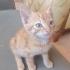 1 aylık Sarman kedi fotoğraf