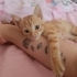 1 aylık Sarman kedi fotoğraf