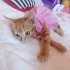 1 aylık Sarman kedi fotoğraf