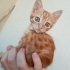 1 aylık Sarman kedi fotoğraf