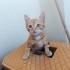 1 aylık Sarman kedi fotoğraf