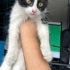 Yavru kedi tek kaldı fotoğraf