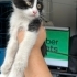 Yavru kedi tek kaldı fotoğraf