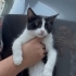 Yavru kedi tek kaldı fotoğraf