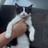 Yavru kedi tek kaldı fotoğraf