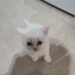 Maviş kedi takip şartı ile fotoğraf