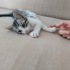 Annesiz miniğe acil yuva fotoğraf