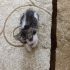 Annesiz miniğe acil yuva fotoğraf