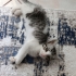 Annesiz miniğe acil yuva fotoğraf