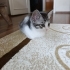 Annesiz miniğe acil yuva fotoğraf