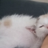 Sevgi dolu, aşılı, wc eğitimli Pamuk prenses ♡ (ücretsiz sahiplendirme) fotoğraf