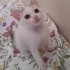 Sevgi dolu, aşılı, wc eğitimli Pamuk prenses ♡ (ücretsiz sahiplendirme) fotoğraf