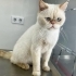 Exotic British, TERK EDİLMİŞ fotoğraf