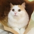 Yumi için mutlu bir yuva arıyorum fotoğraf