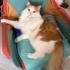 Yumi için mutlu bir yuva arıyorum fotoğraf