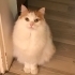 Yumi için mutlu bir yuva arıyorum fotoğraf