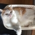 Yumi için mutlu bir yuva arıyorum fotoğraf