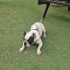 Oyuncu, sevimli French Bulldog fotoğraf
