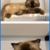 Acil yuva arıyorum fotoğraf