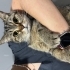 Sokağa atılan badem yuva arıyor fotoğraf